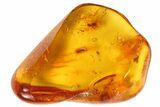 Fossil Ant (Formicidae) In Baltic Amber #69221-1